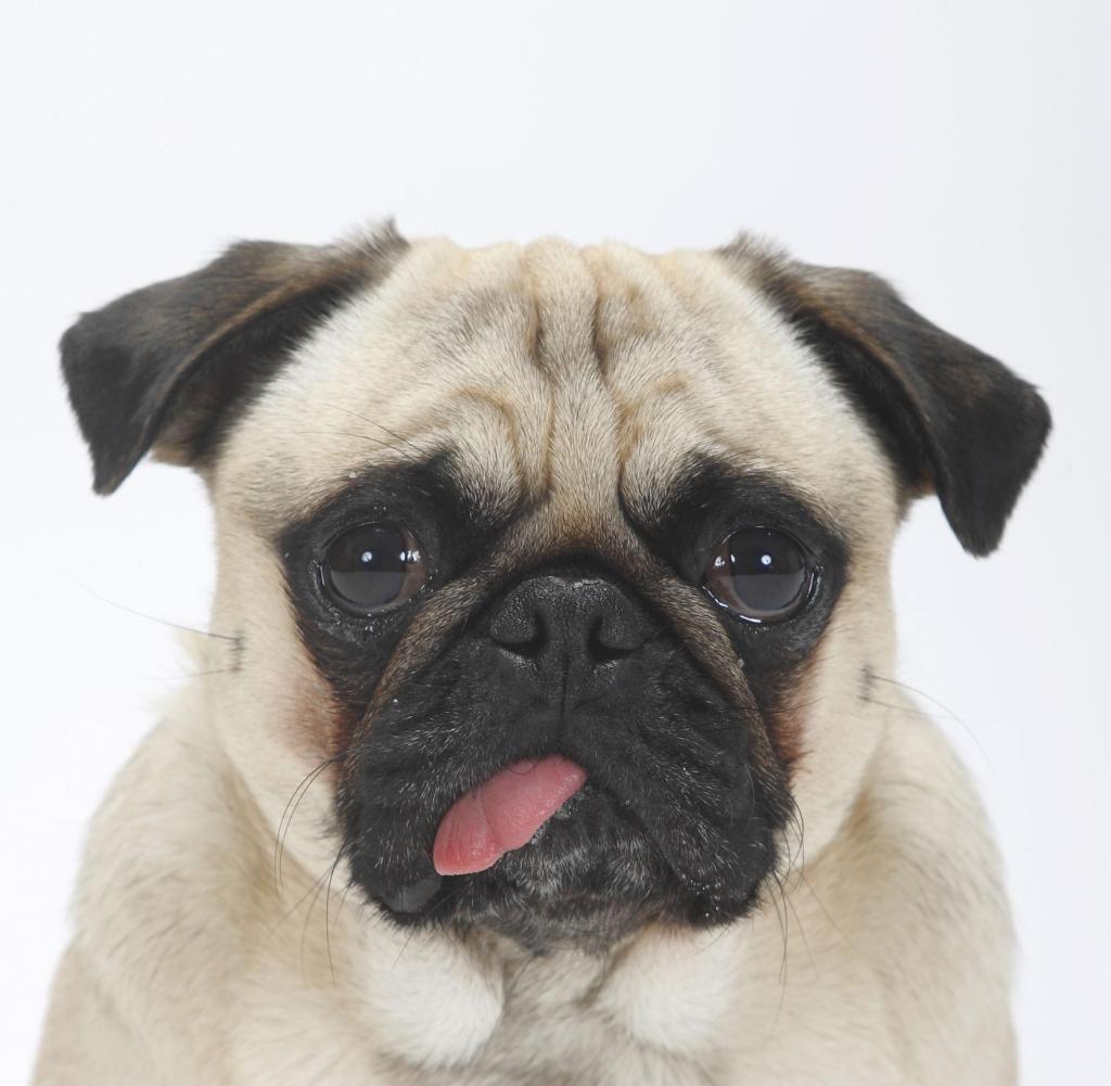 Mopszüchtung mit Hebeln 1024527