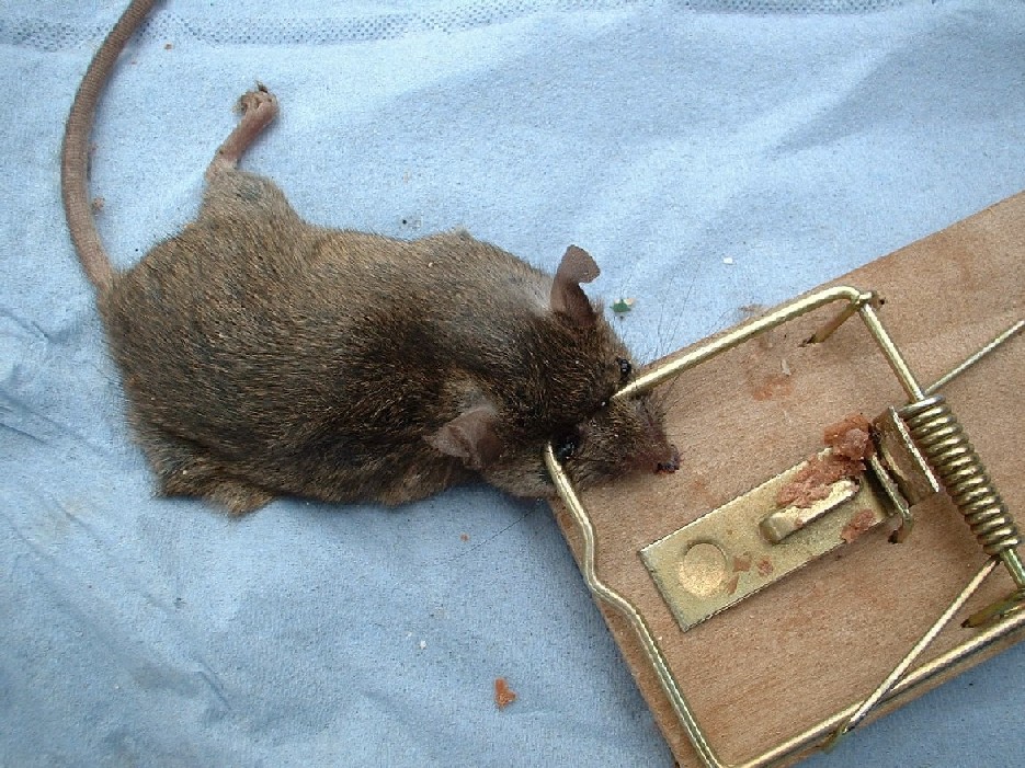 560.DAX Tipp-Spiel, Montag, 25.06.07 105272