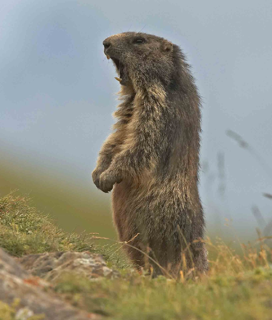 Der USA Bären-Thread 175795