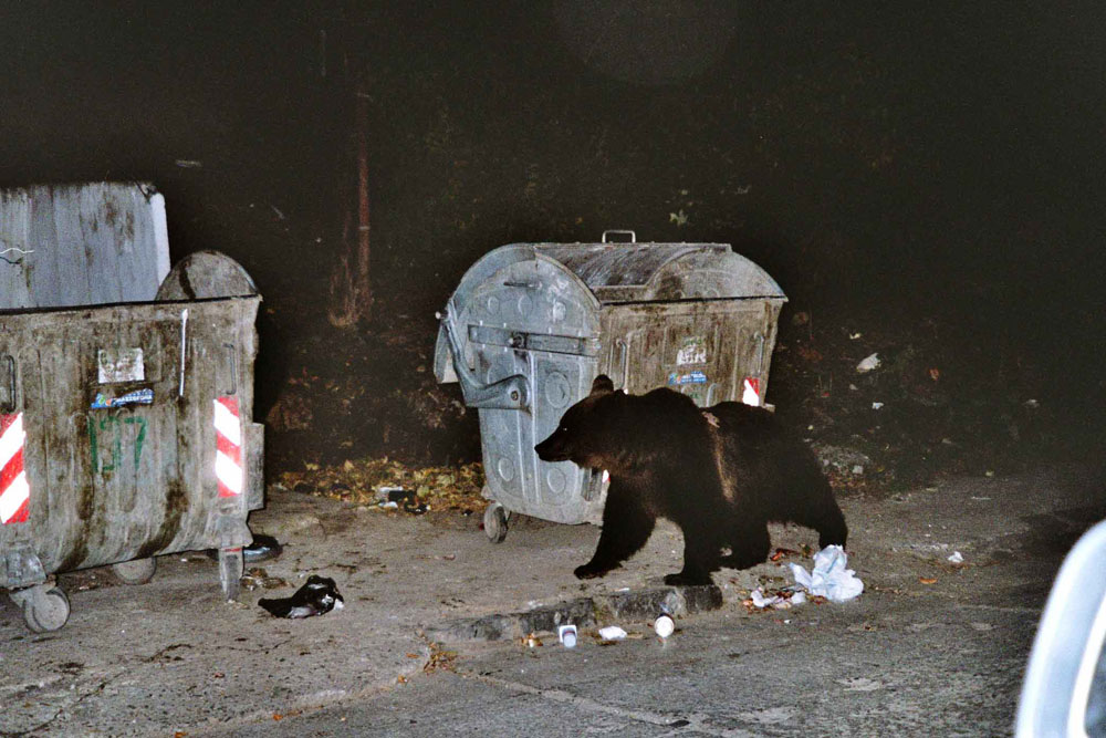 Der USA Bären-Thread 132697