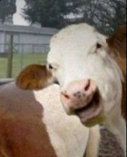 Injex AG - Wahrheit und Träumerei 643229