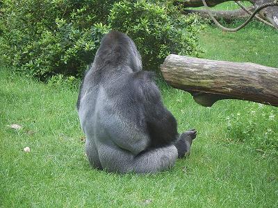 silverado goldmines (867737) 114821