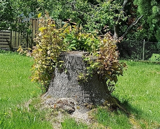 Steinhoff International Holdings N.V. 1119091