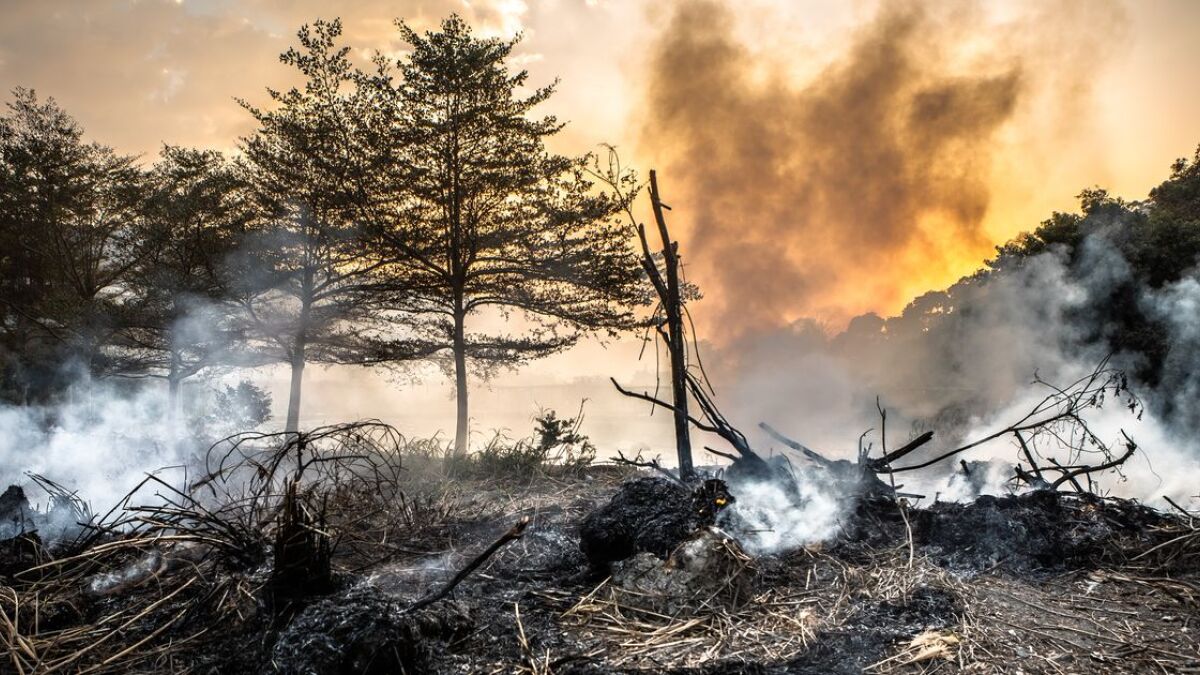 Waldbrände in Kanada sorgten bei Munich Re für Gewinneinbußen