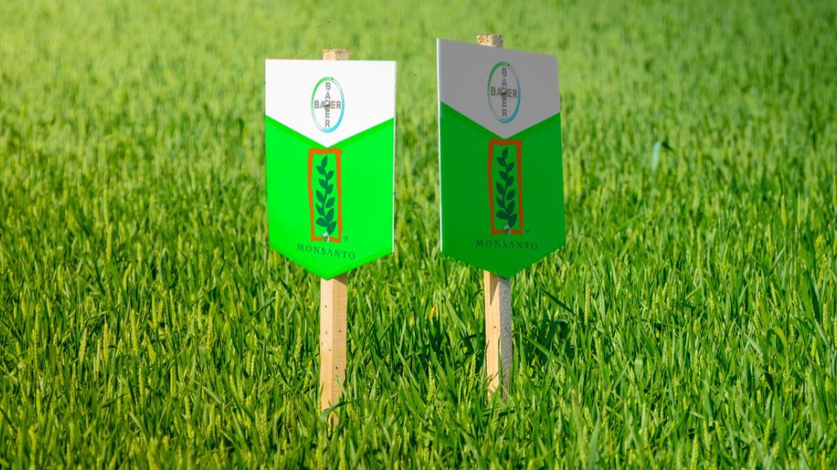Logos von Bayer und Monsanto auf einem Feld in der Schweiz