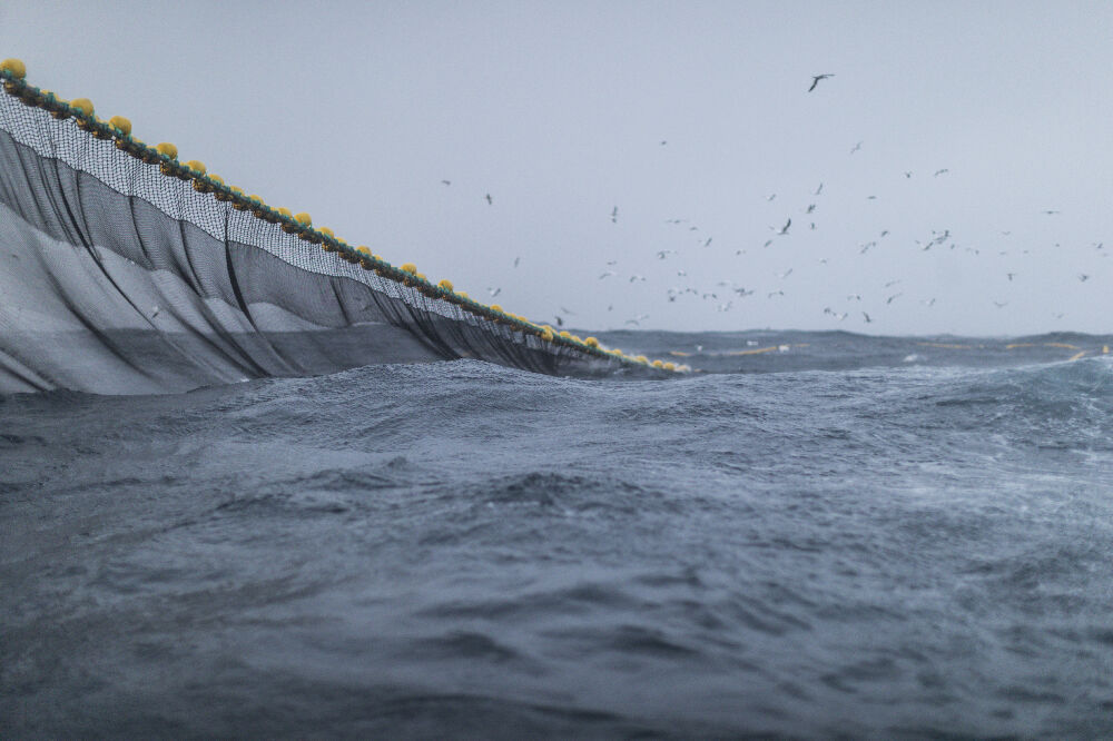 Barclays sieht Mowi als Top-Favoriten im Lachssektor f&uuml;r 2026