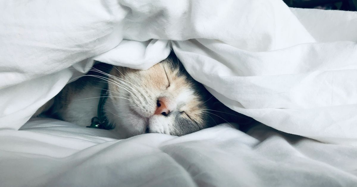 Mit dieser dividendenstarken Qualit&auml;tsaktie schlafen Anleger nachts einfach besser!