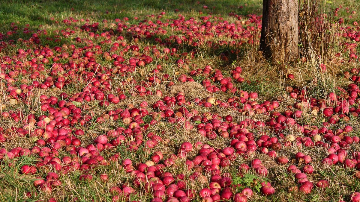 Äpfel auf einer Streuobstwiese (Symbolbild).