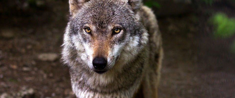 Der Wolf wird in Deutschland zunehmend als Problem gesehen (Symbolbild).