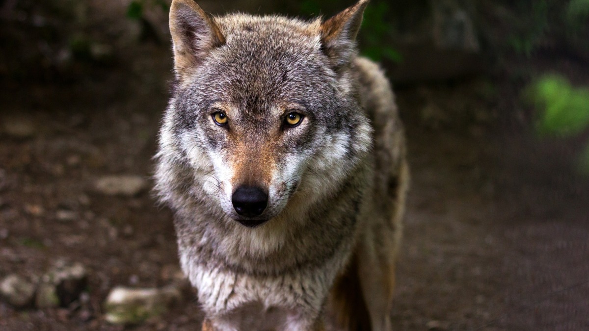 Der Wolf wird in Deutschland zunehmend als Problem gesehen (Symbolbild).