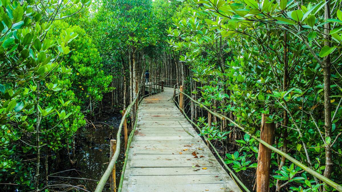 Ein Brücke im Regenwald (Symbolbild).