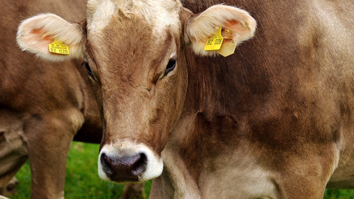 Eine Kuh auf der Weide (Symbolbild).