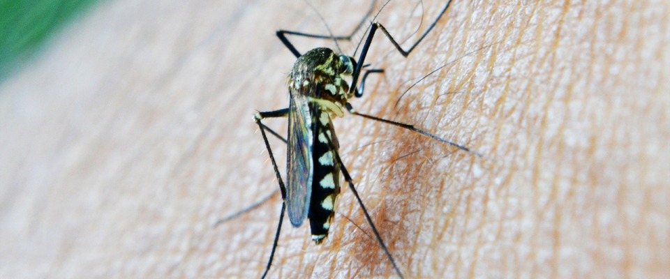 Eine Mücke kann Krankheiten übertragen (Symbolbild).