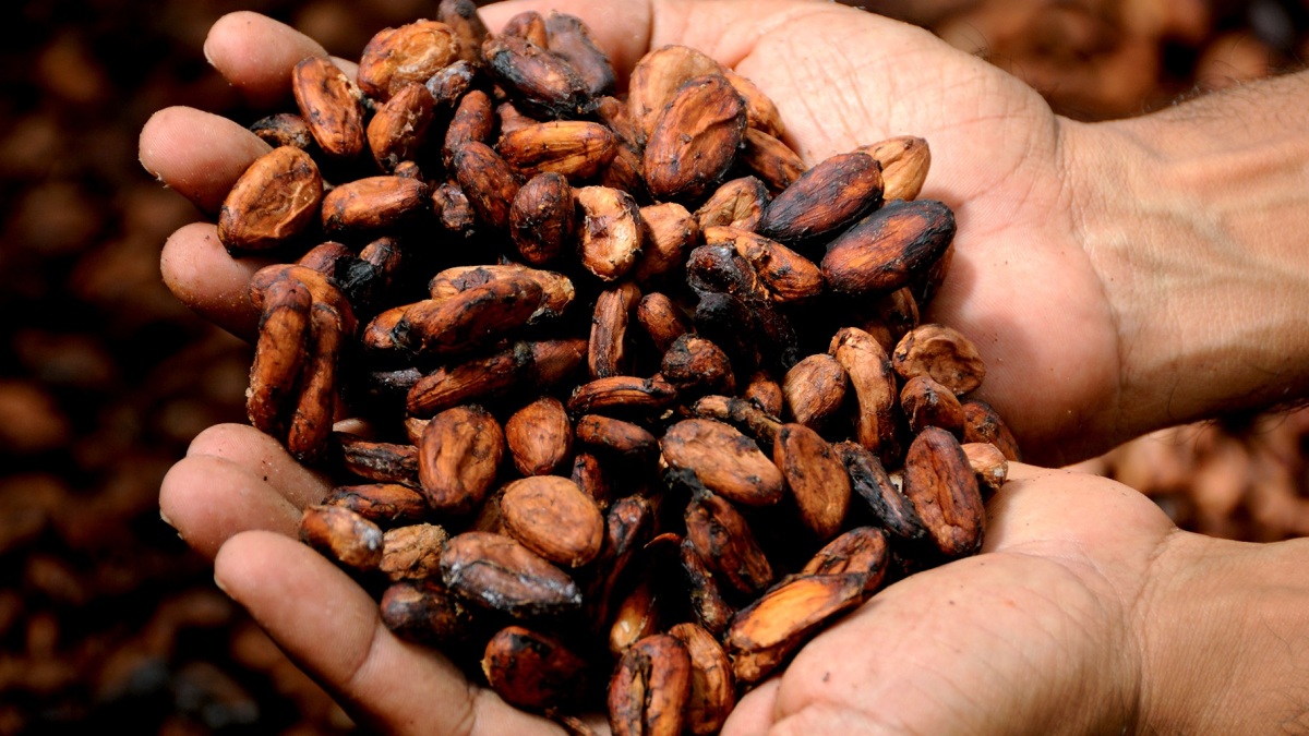 Hände voller Kakaobohnen.