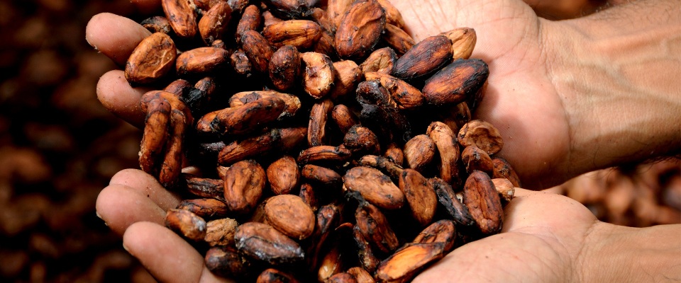 Hände voller Kakaobohnen.