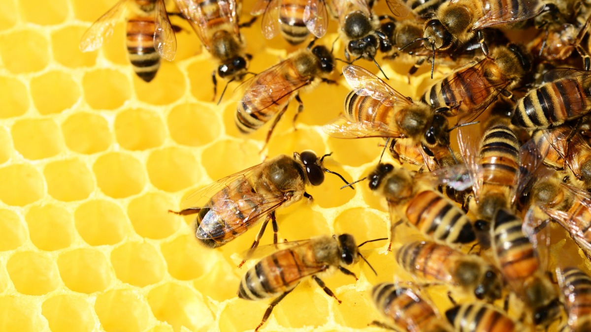 Honigbienen in einem Bienenstock. 