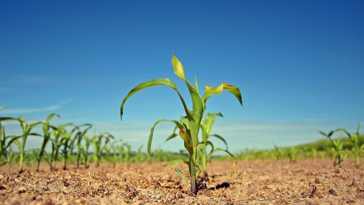 Junge Maispflanzen auf einer Ackerfläche (Symbolbild).