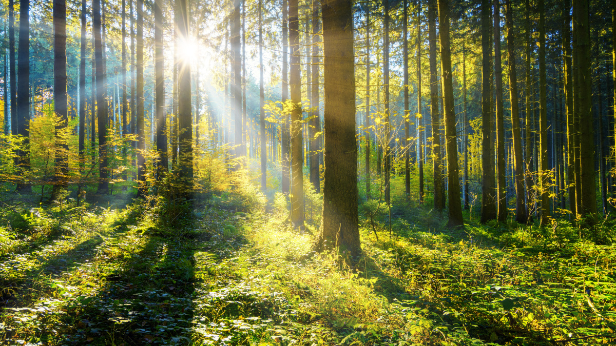 Ein Wald im Sonnenschein (Symbolbild).