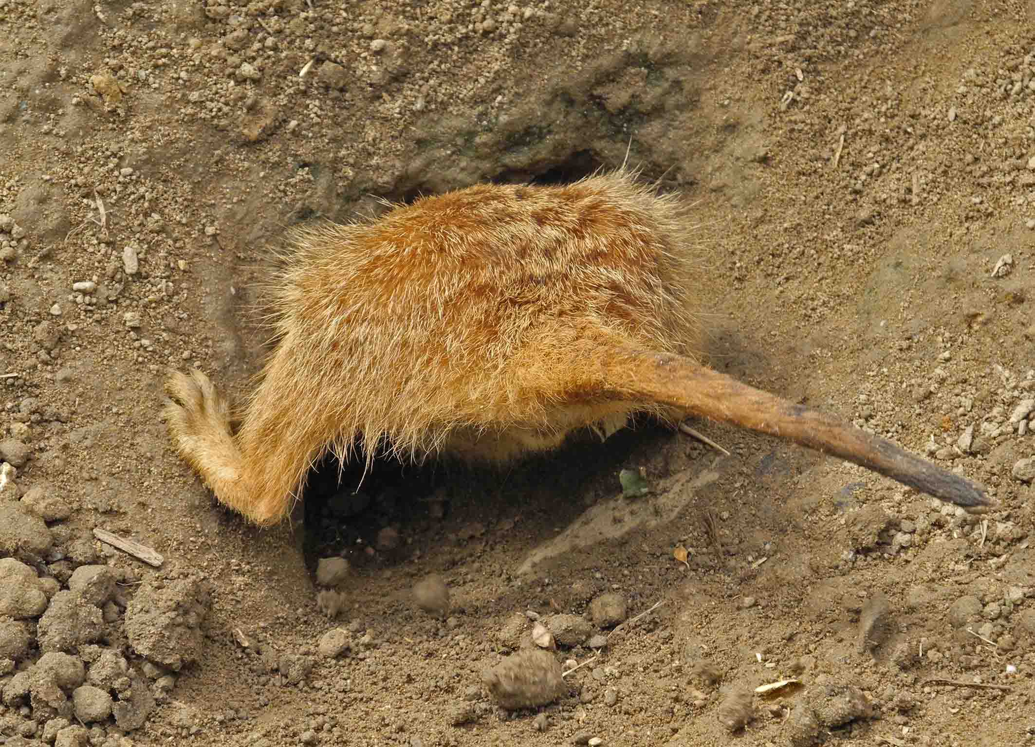 Coop SK Tippspiel (ehem. WMIH) 620779