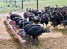 QuoVadisDax - das Original - Nachfolgethread 776834