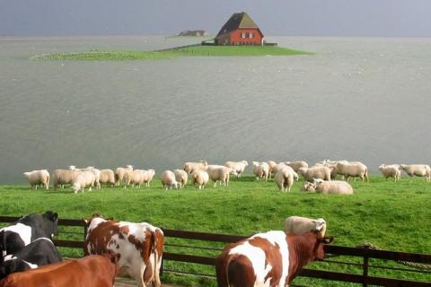 Die Bullen scharren gar nicht mit den Hufen, 187246