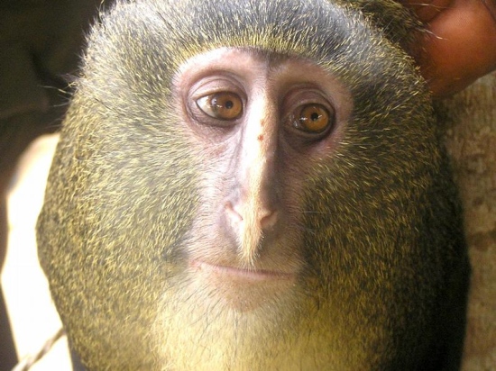 Antizykliker-Thread - v2.0 543279