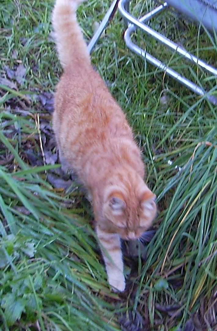 COOP News (ehemals: Wamu /WMIH) 509356