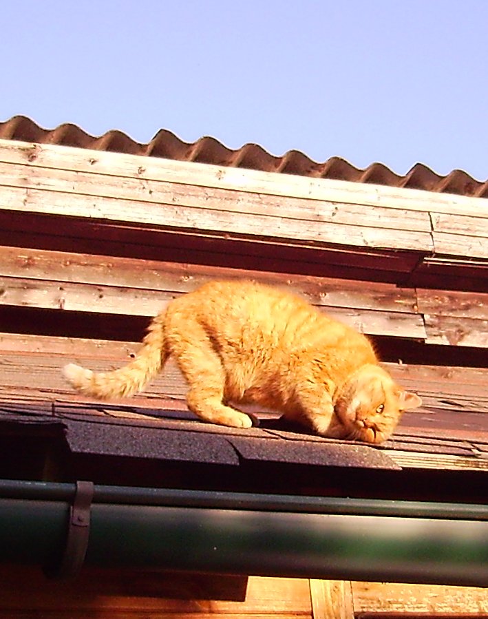 WKN: 965275 Beginnt der Verfall des Euro ? 487289