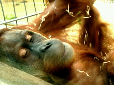 686.DAX Tipp-Spiel, Dienstag, 18.12.07 137385