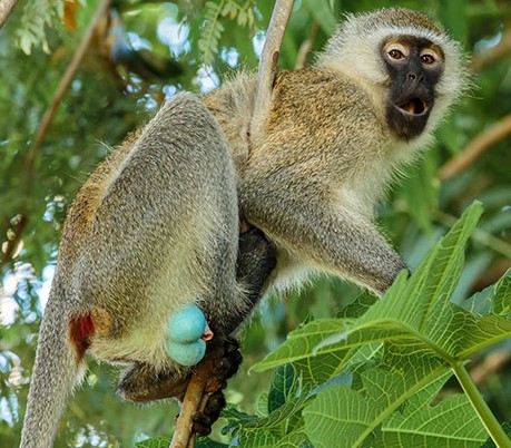 AMC Entertainment Holdings 2.0 - Todamoon?!? 1310190