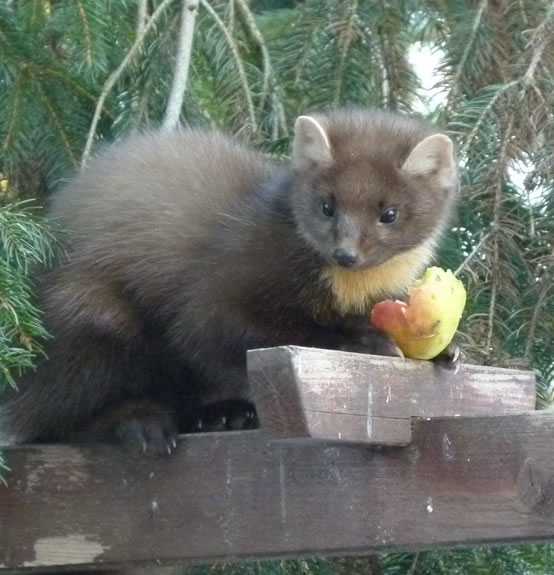 Apple Short Only 840509