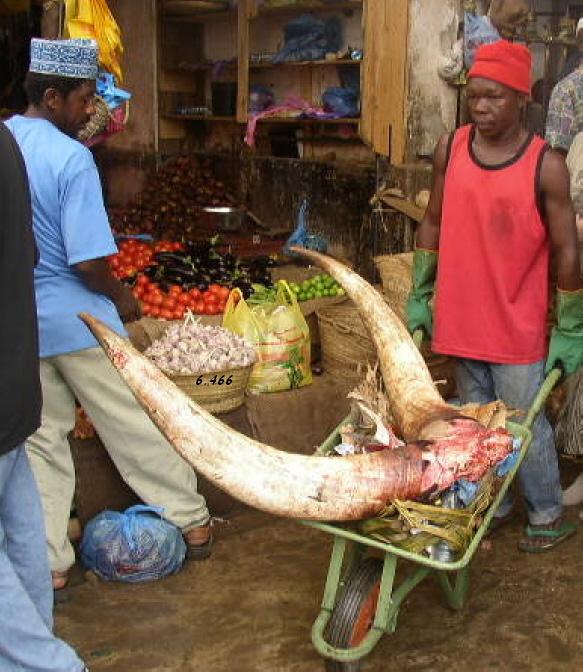 Der USA Bären-Thread 321721