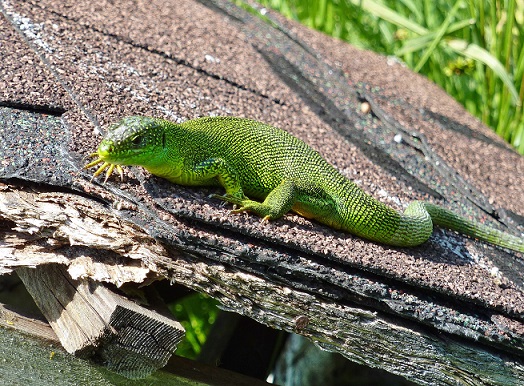 Gold traden - long bzw. short 727853