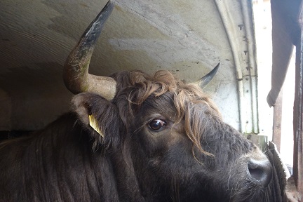 Warum der DAX auf 15.000 Punkte steigen wird 779654