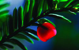 Die 1000% Chance noch dieses Jahr.... 552029