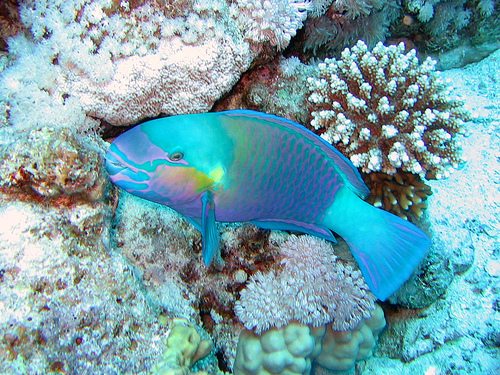 1038.DAX-Tipp-Spiel, Freitag 15.05.09 233078