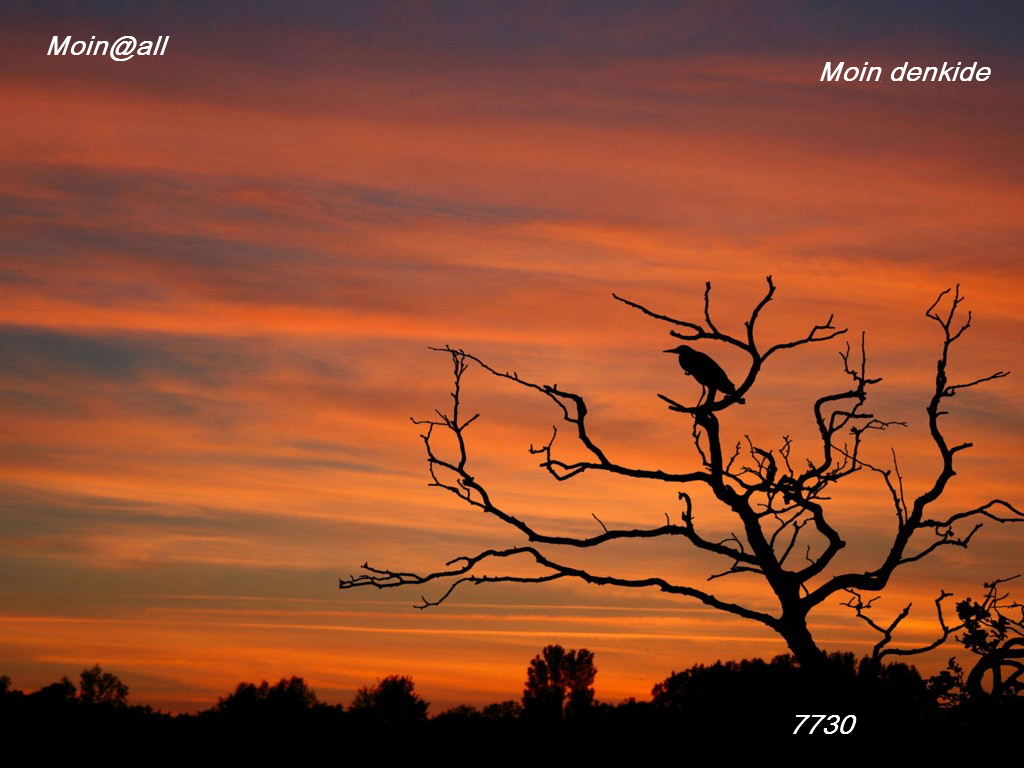 Die Links zu den Sternenkinder (DAX Spiel) 580826