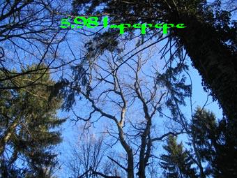 356.DAX Tipp-Spiel, Freitag, 01.09.06, 17.45 Uhr, 54831