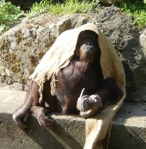 Thompson Creek Metals (Blue Pearl Mng) 106848