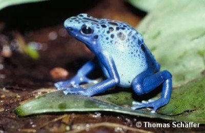 658.DAX Tipp-Spiel, Donnerstag, 08.11.07 130192