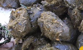 Tesla: Eine nicht nur automobile Zeitenwende 1002817