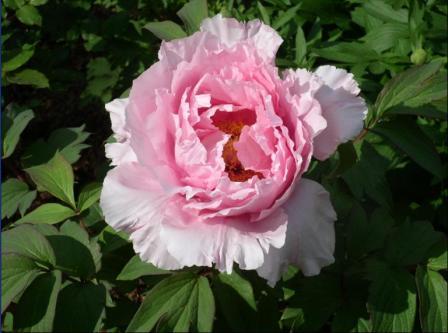 Molybdän-Explorer 94910