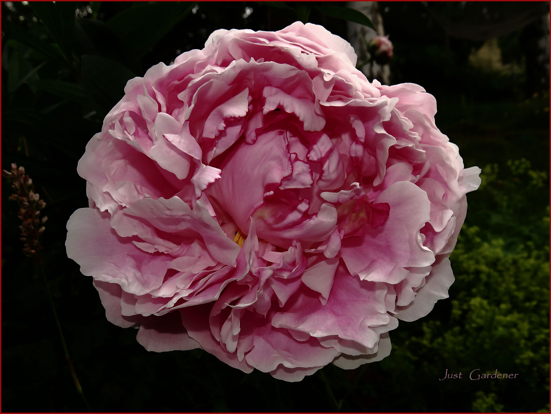 Gaertnerin's Boersen-Huesli 1181811