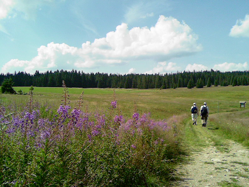 841.DAX-Tipp-Spiel--Freitag--01.08.08-17.45 Uhr 177721