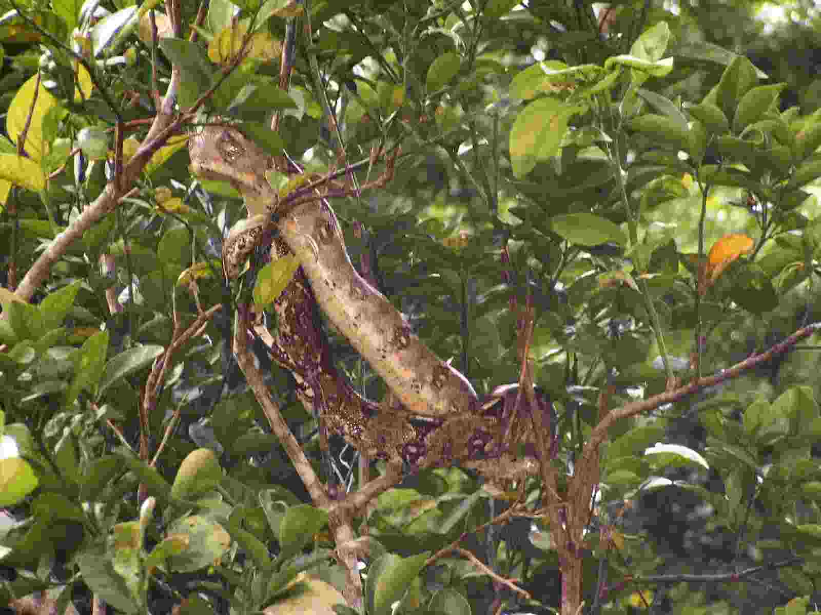 Der USA Bären-Thread 133890