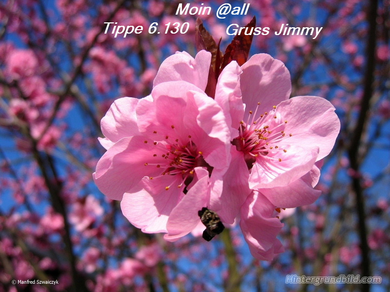 745.DAX Tipp-Spiel, Montag, 17.03.08 155011