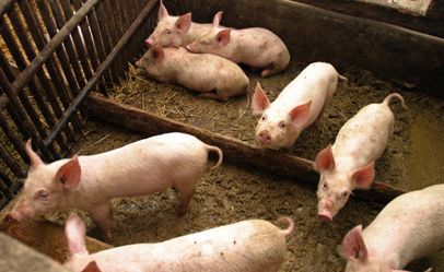 Positive Zukunft mit Verity Corp.(VRTY) 629941