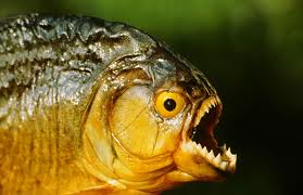 DAX 2014 strong long! Spiel mit offenen Karten! 678506