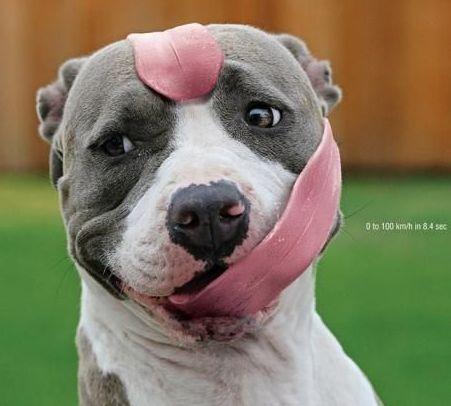 Die Bullen scharren gar nicht mit den Hufen, 191022