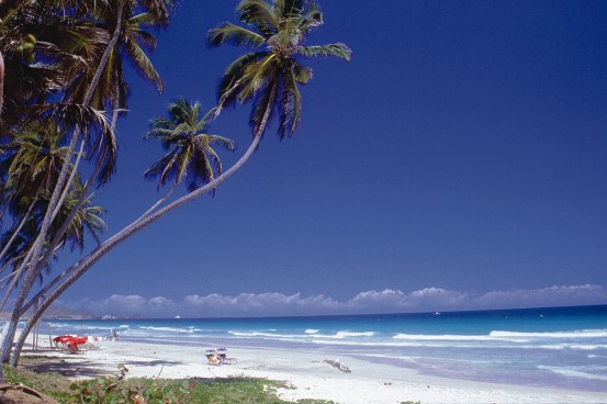 Die Bullen scharren gar nicht mit den Hufen, 182638